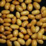 Dutch Brown Beans